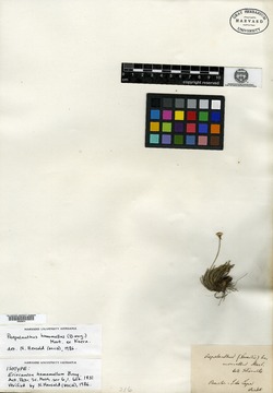 Paepalanthus homomallus image