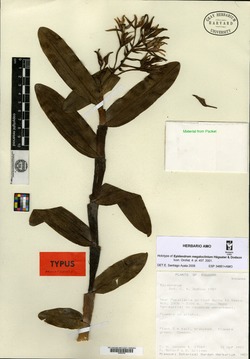 Epidendrum miserum image