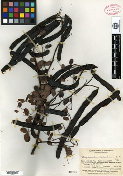 Vachellia polypyrigenes image