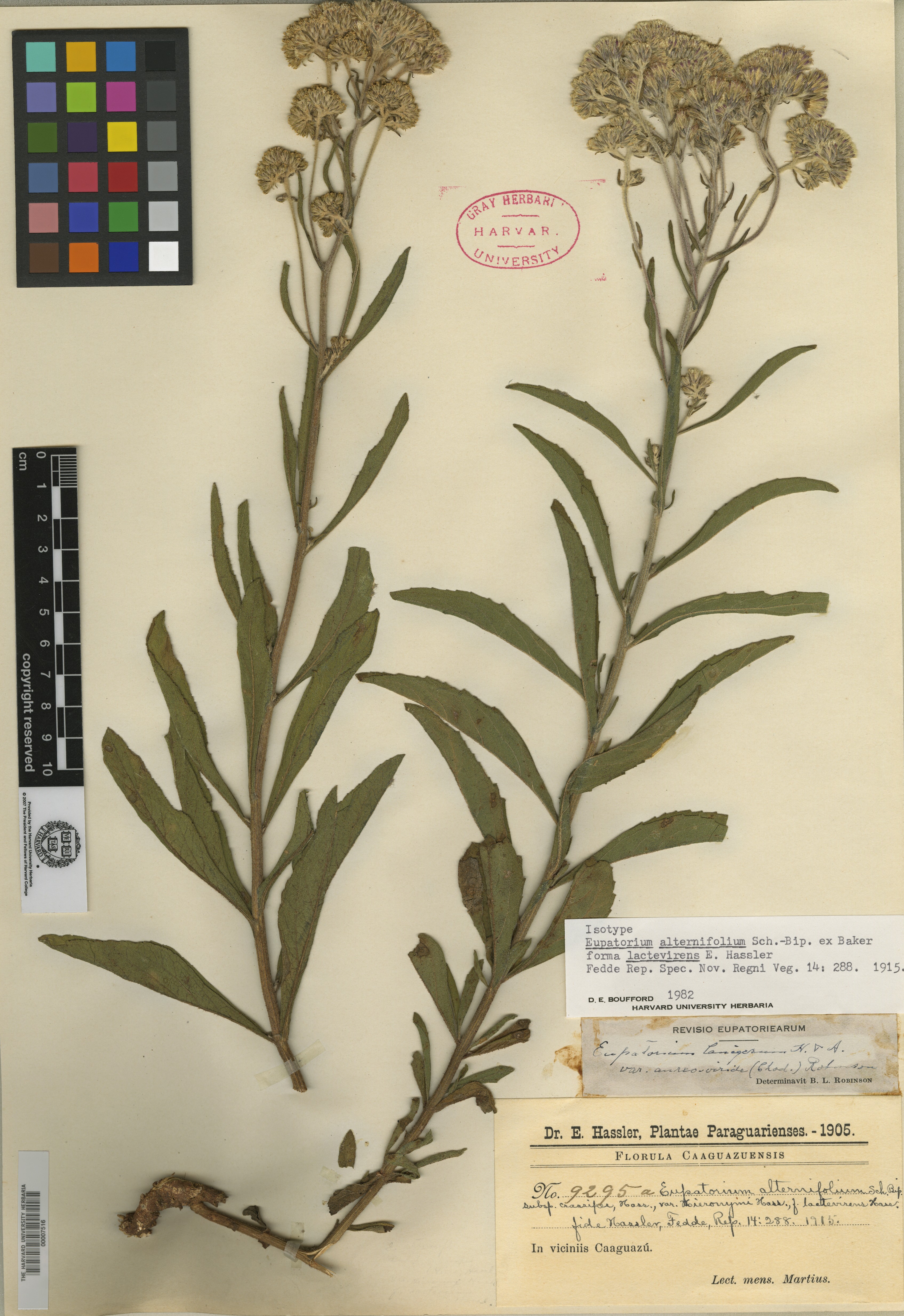 Eupatorium alternifolium image