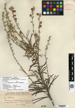 Mimosa velloziana var. glaberrima image