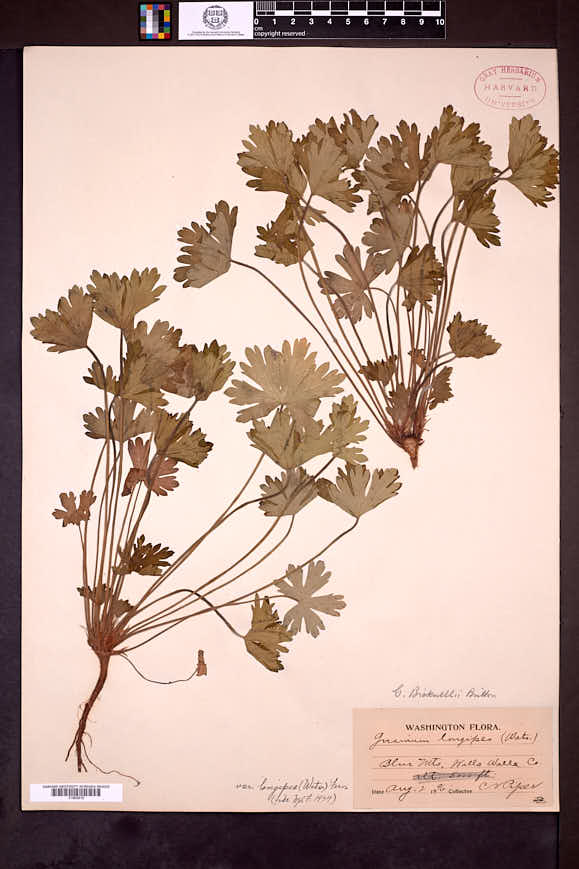 Geranium bicknellii var. longipes image