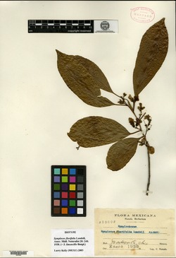 Symplocos flavifolia image