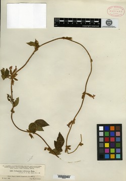 Cologania rufescens image