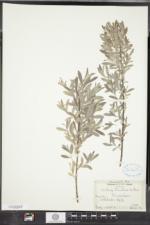 Salix humilis var. tristis image