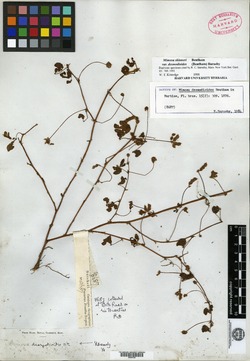 Mimosa extensa image