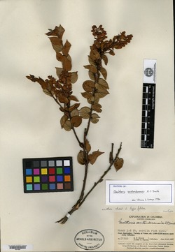 Gaultheria santanderensis image