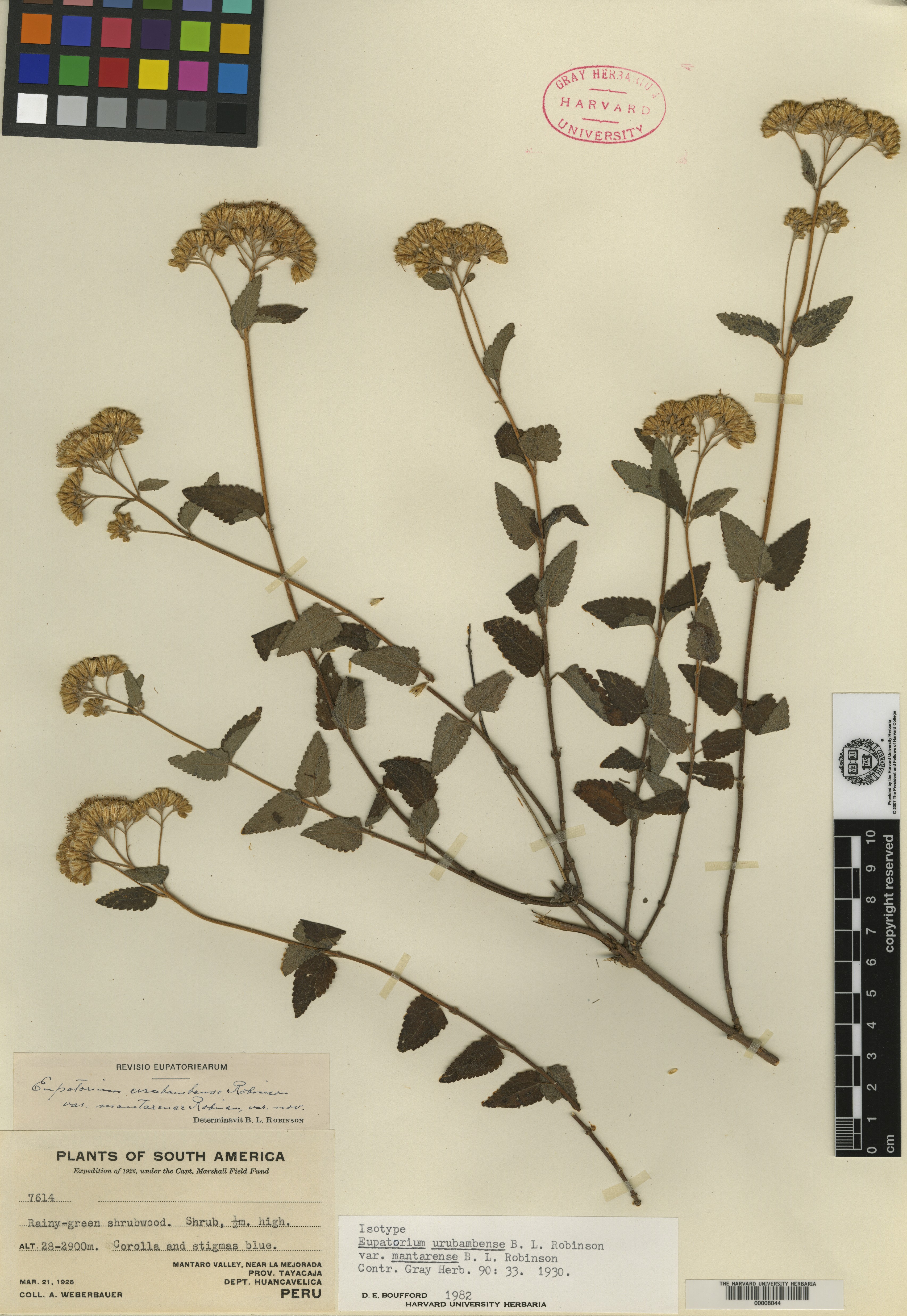 Cronquistianthus urubambensis image