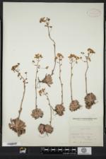 Saxifraga paniculata subsp. neogaea image