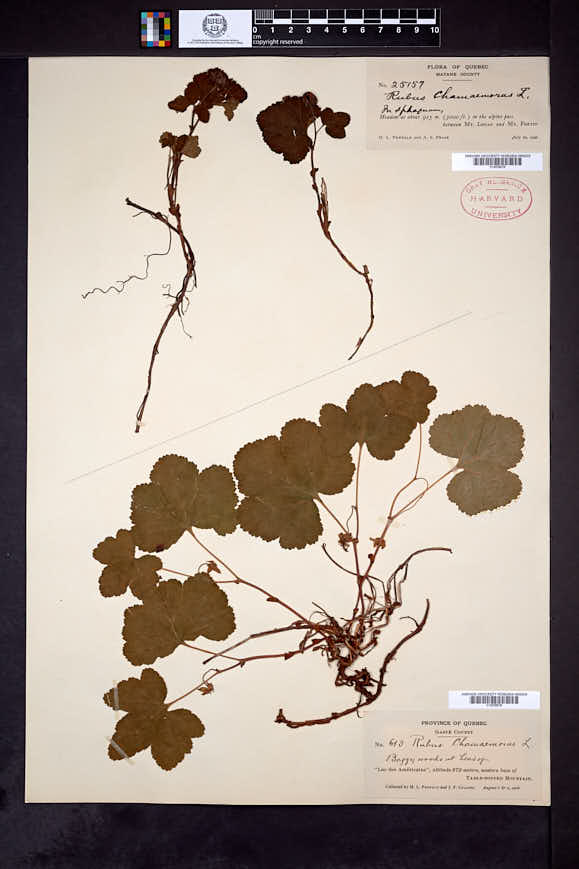 Rubus chamaemorus image