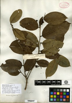 Couroupita guianensis var. surinamensis image