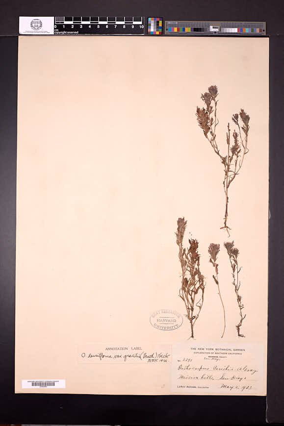 Orthocarpus densiflorus var. gracilis image