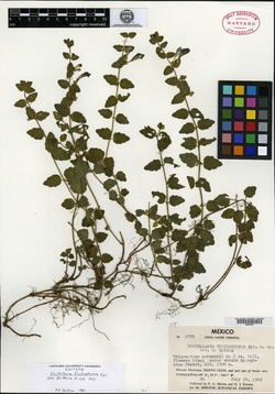 Scutellaria fruticetorum image