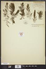 Ceratophyllum echinatum image