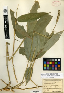 Pariana bicolor image