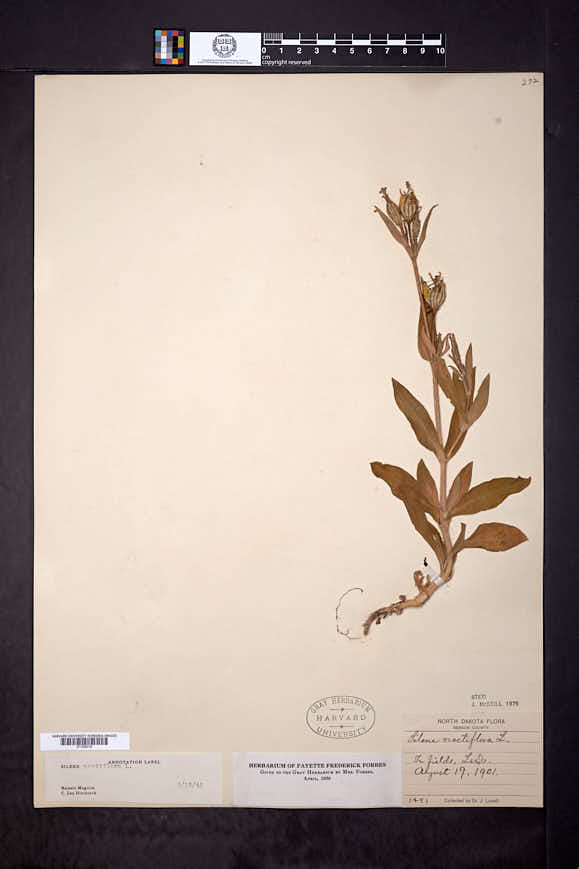 Silene noctiflora image