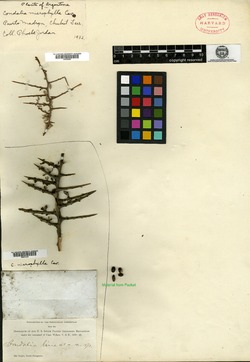 Condalia microphylla image