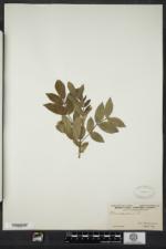 Rhus copallinum var. latifolia image