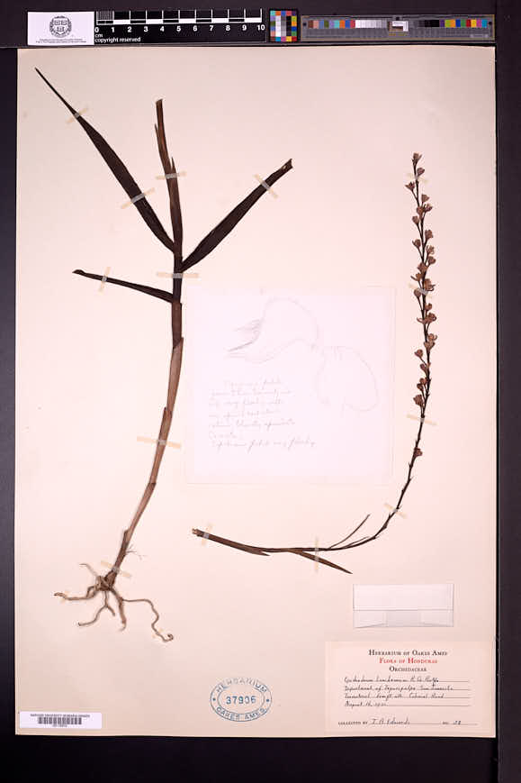 Epidendrum laucheanum image