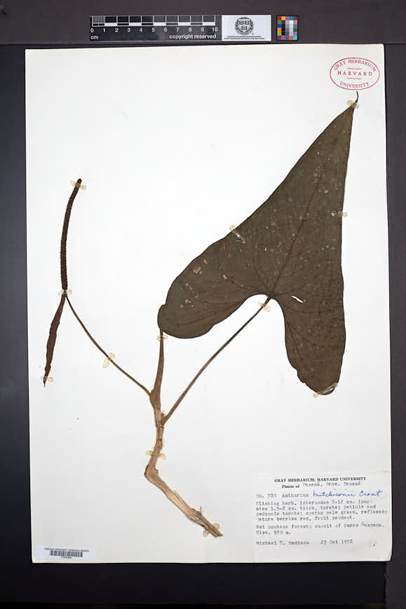 Anthurium hutchisonii image