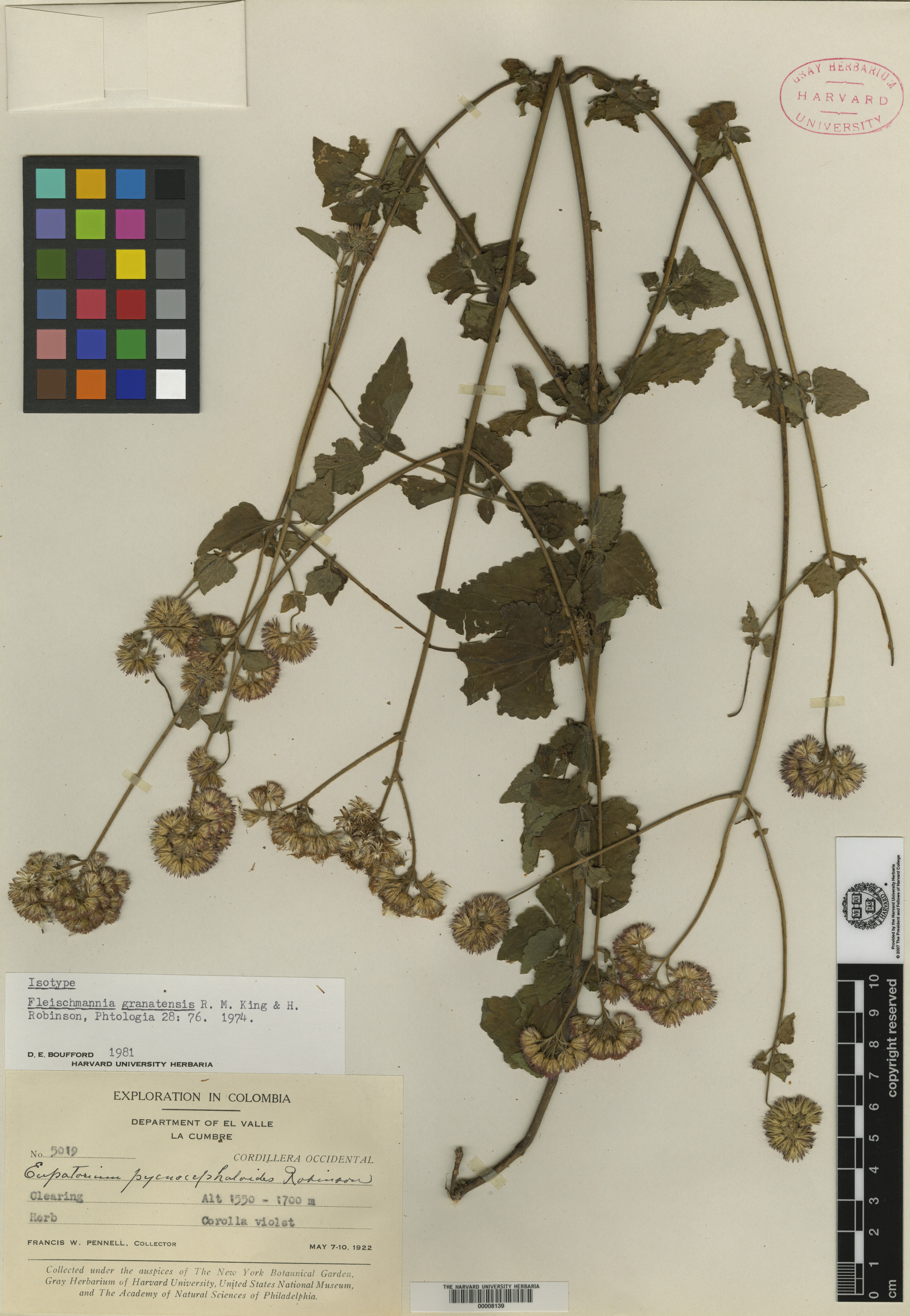 Fleischmannia granatensis image
