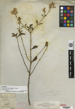 Eupatorium bracteatum image