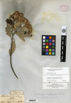 Eremanthus erythropappus image