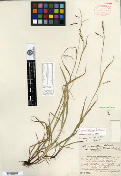 Carex gracillima var. macerrima image