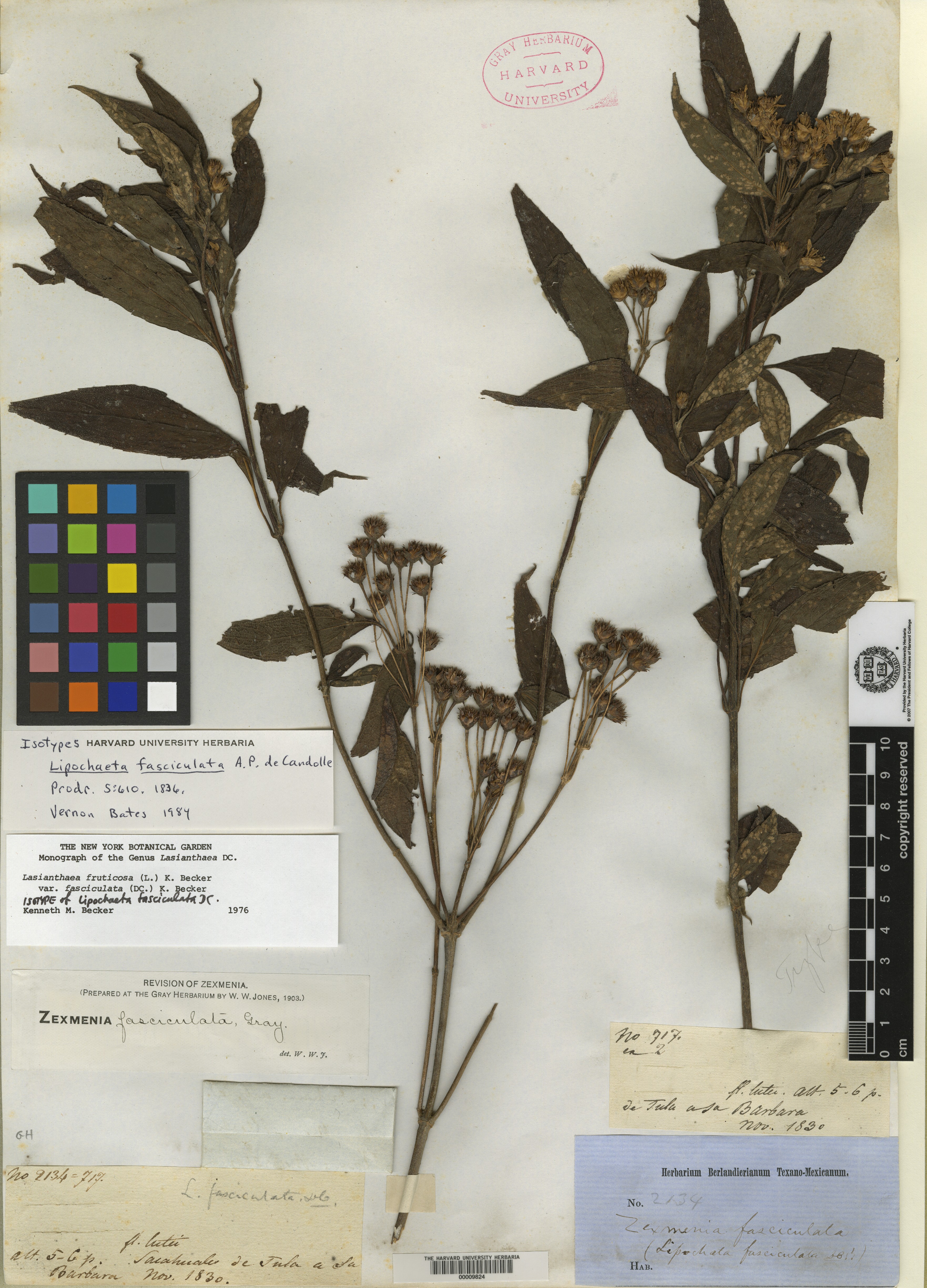Lasianthaea fruticosa var. fasciculata image