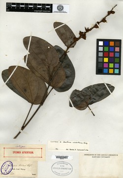 Bauhinia suaveolens var. loretana image