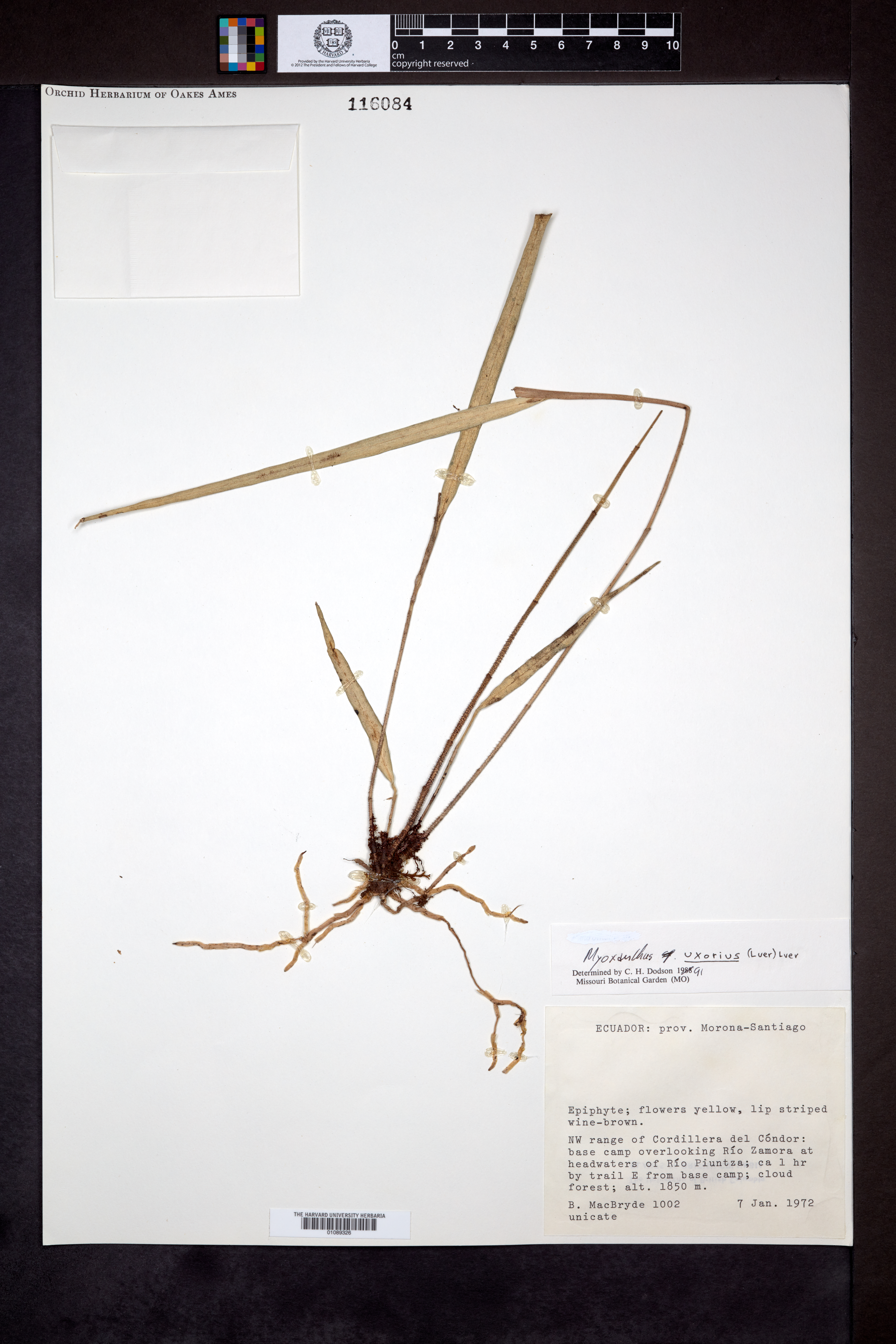 Myoxanthus uxorius image