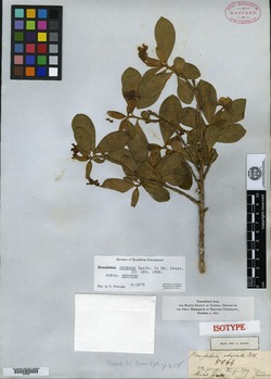 Brunfelsia obovata image