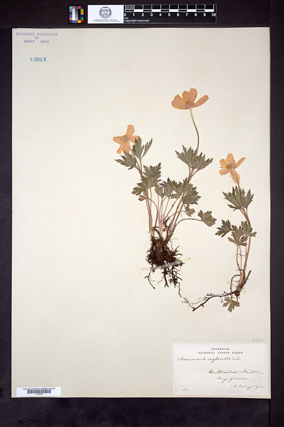 Anemone sylvestris image