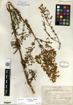 Calceolaria revoluta image
