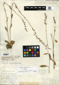 Lobelia spicata var. parviflora image