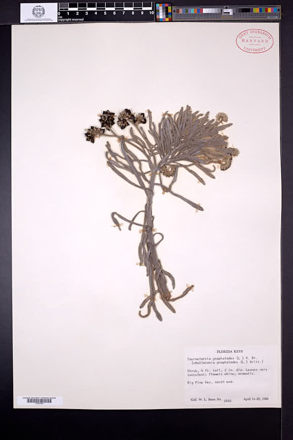 Argusia gnaphalodes image
