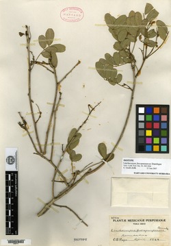 Lonchocarpus fuscopurpureus image