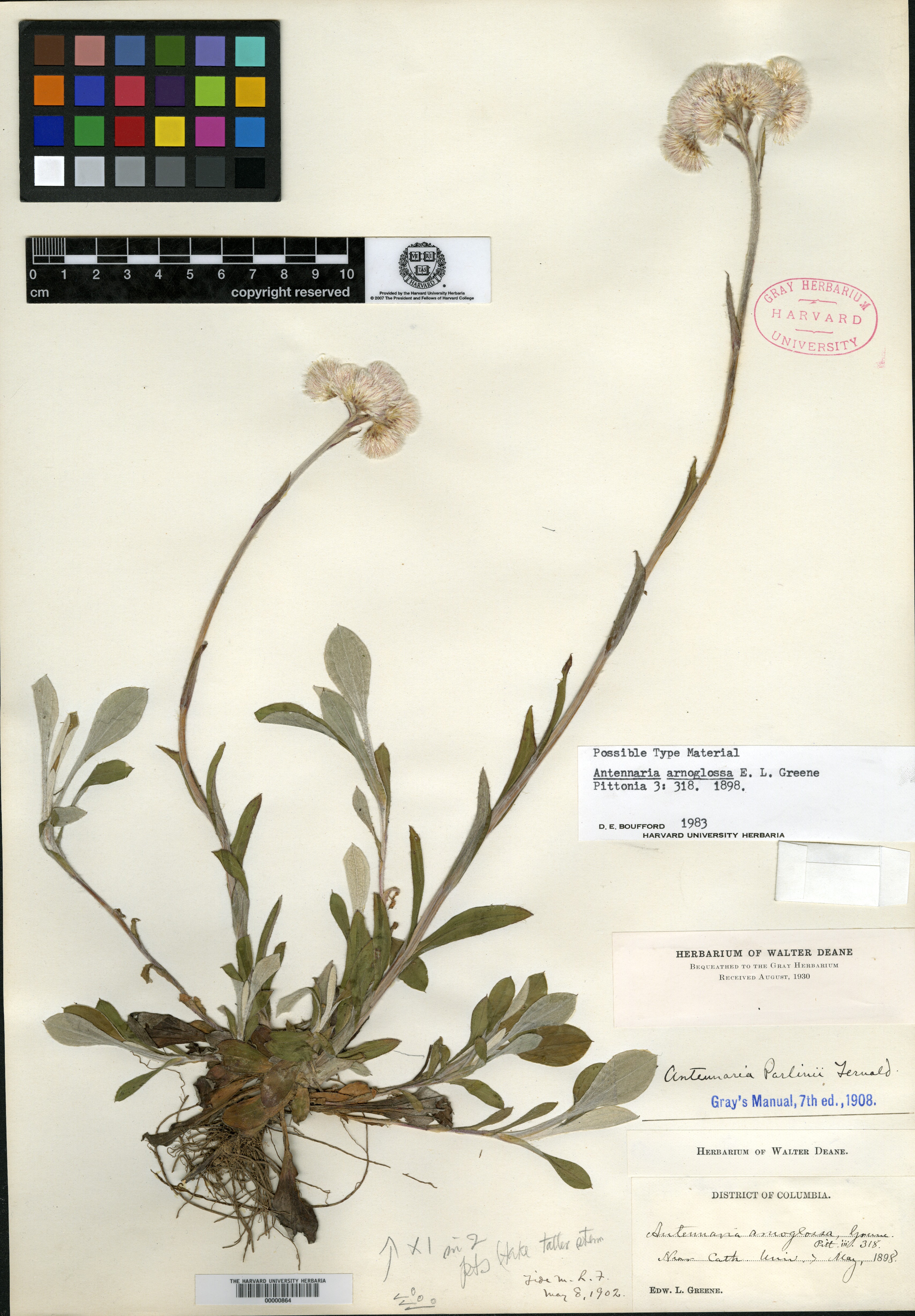 Antennaria arnoglossa image