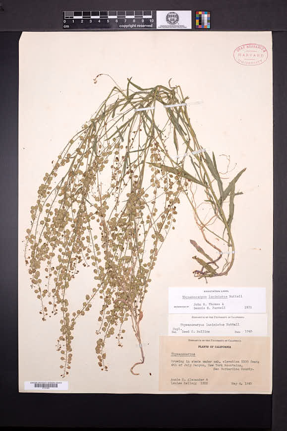 Thysanocarpus laciniatus image
