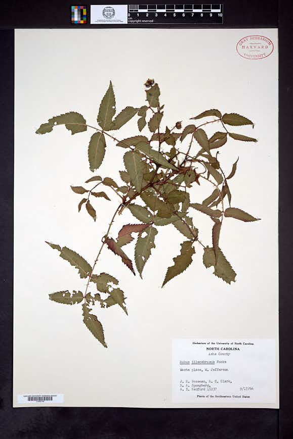 Rubus illecebrosus image