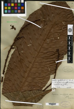 Cespedesia macrophylla image