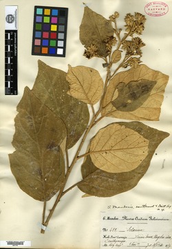 Solanum mandonis image