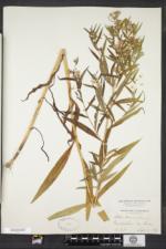 Symphyotrichum lanceolatum var. latifolium image