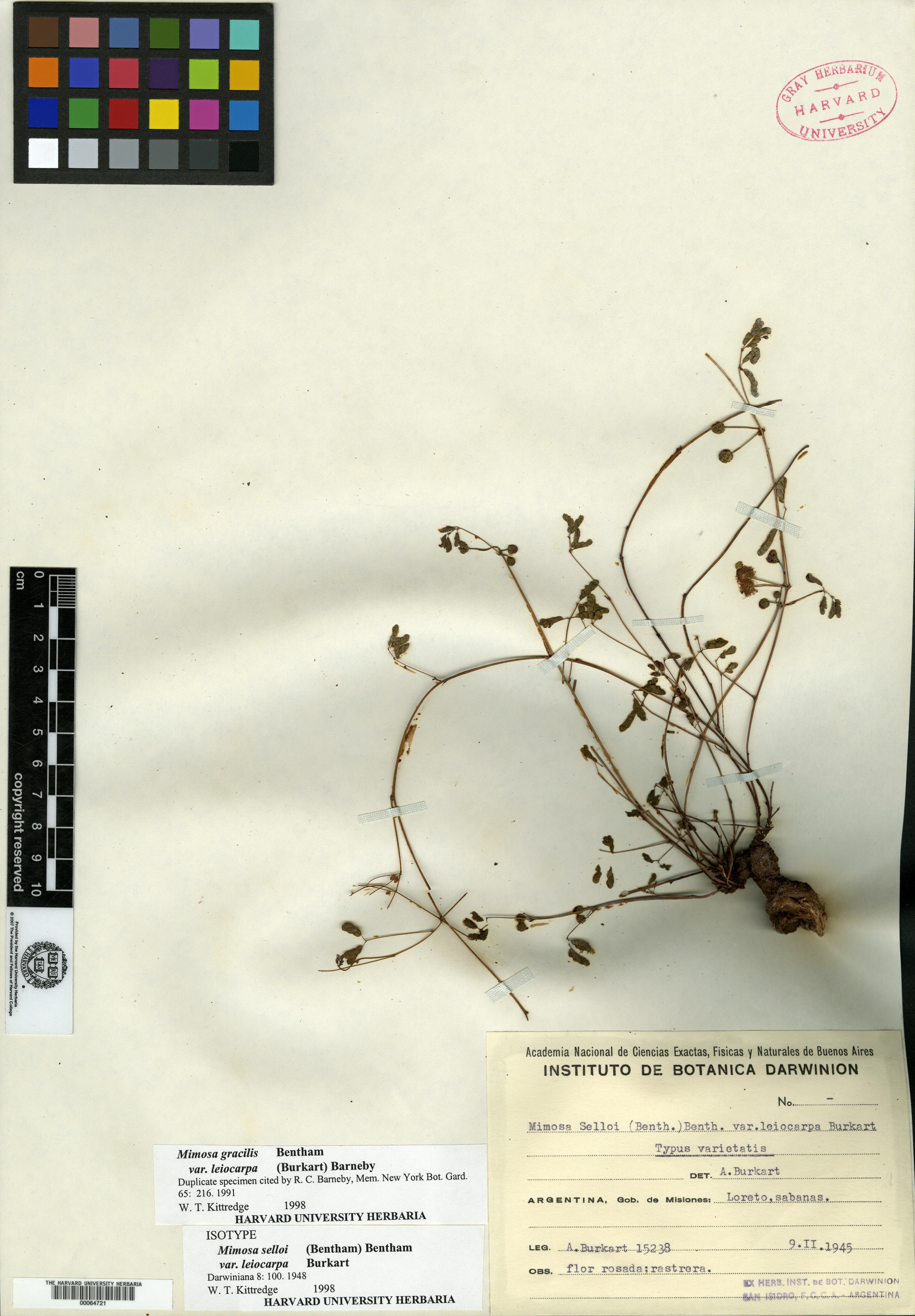 Mimosa steinbachii image