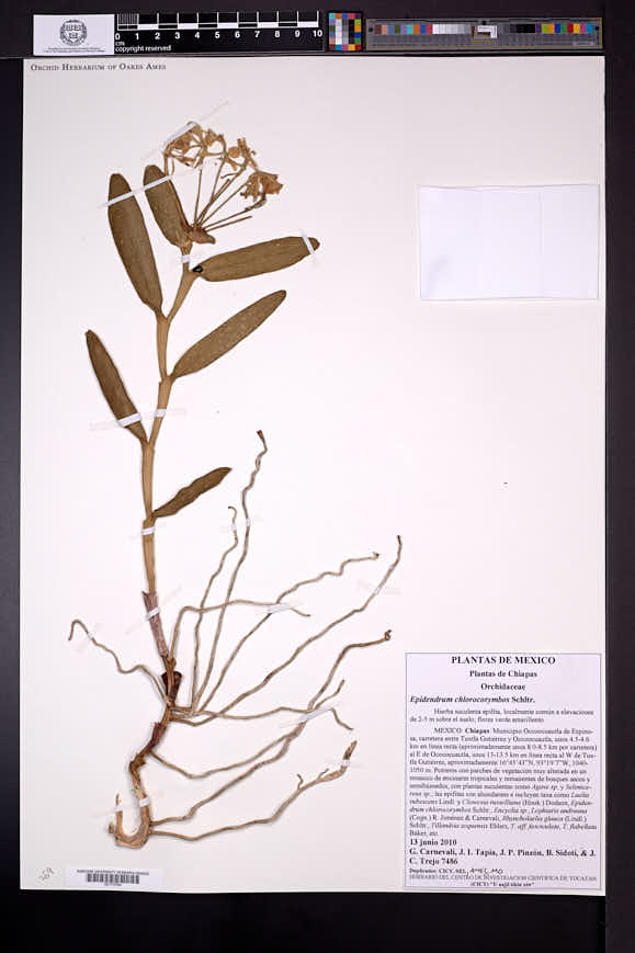 Epidendrum umbelliferum image