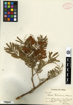 Acacia weberbaueri image