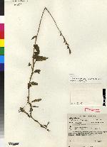 Kreodanthus crispifolius image