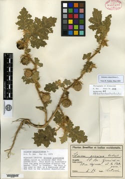 Solanum guanicense image