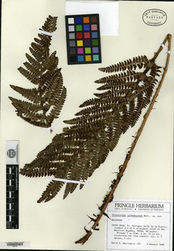 Polystichum talamancanum image