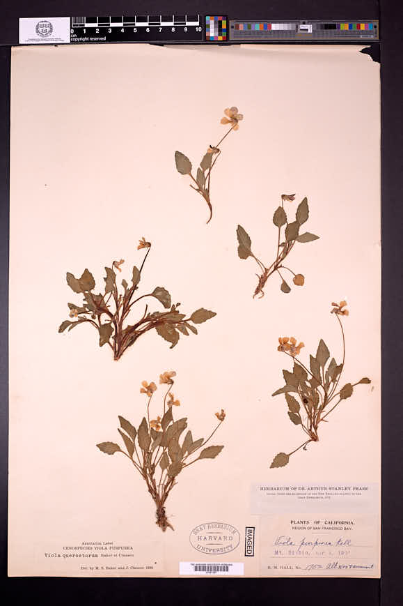 Viola purpurea subsp. quercetorum image